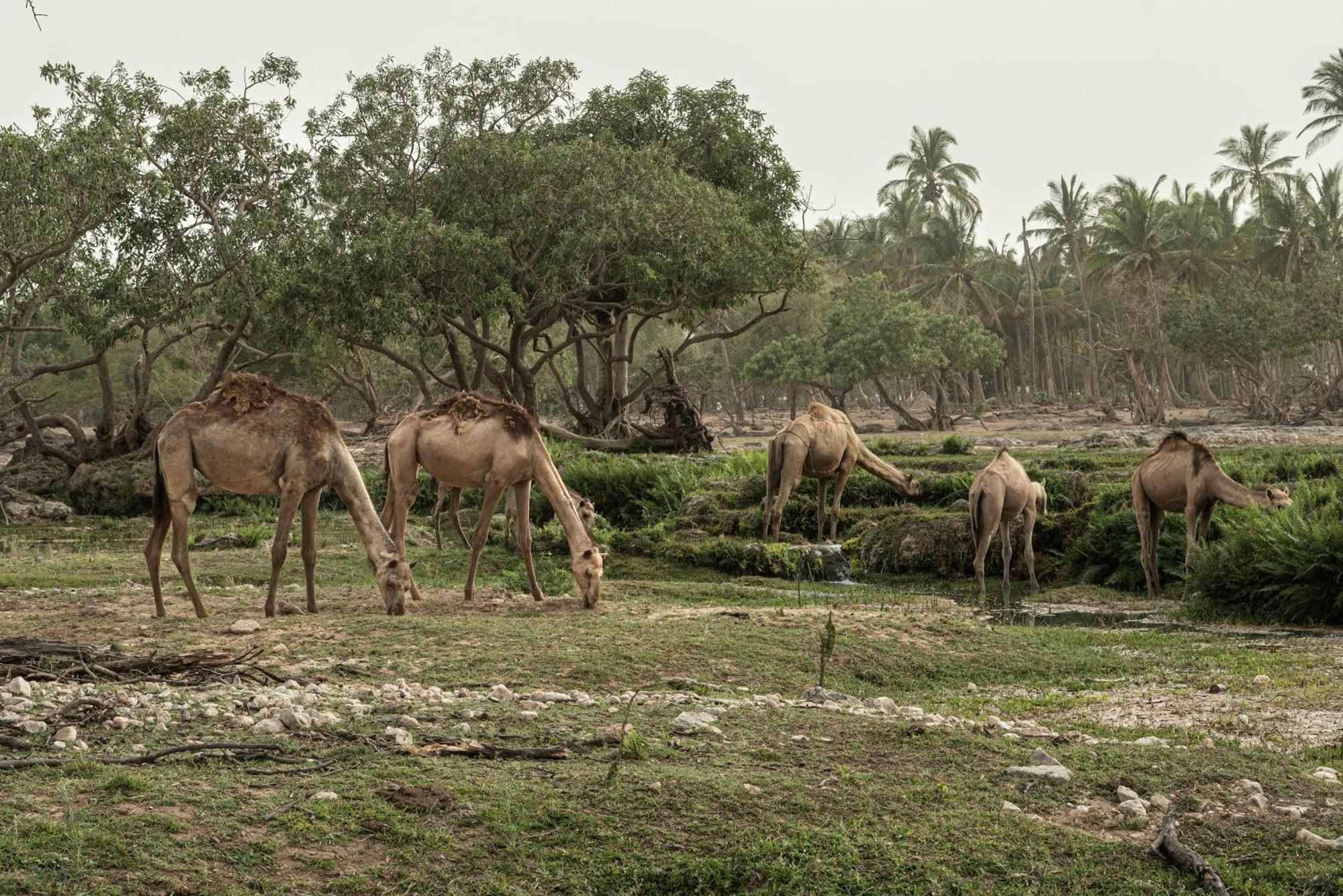 Fanar Hotel & Residences Салала Экстерьер фото Camels grazing in the park
